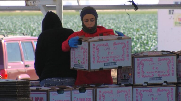 Proponen Productos Menstruales Gratuitos para Trabajadoras del Campo en California