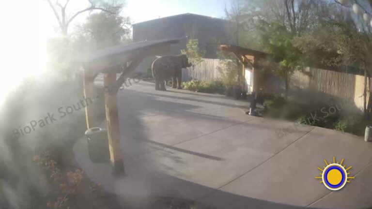 Inusual Evento En Zoológico: Elefante Se Escapa De Su Hábitat