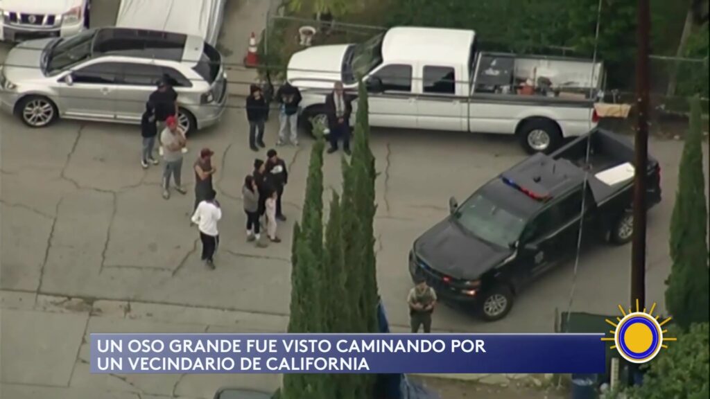 Oso Pardo Genera Alerta en Vecindario de California