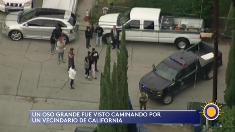 Oso Visto En Vecindario De California