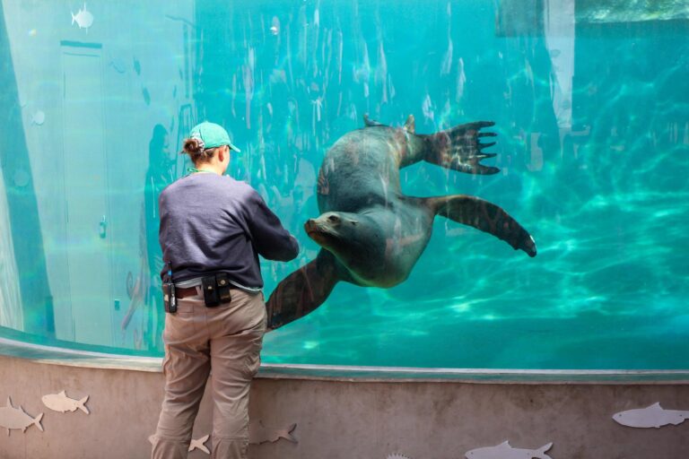 Zoológico de Denver y Contratista en Disputa por $800,000 en el Hábitat de Leones Marinos