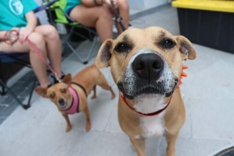 San Diego Humane Society Amplía Horarios para Facilitar la Adopción de Mascotas