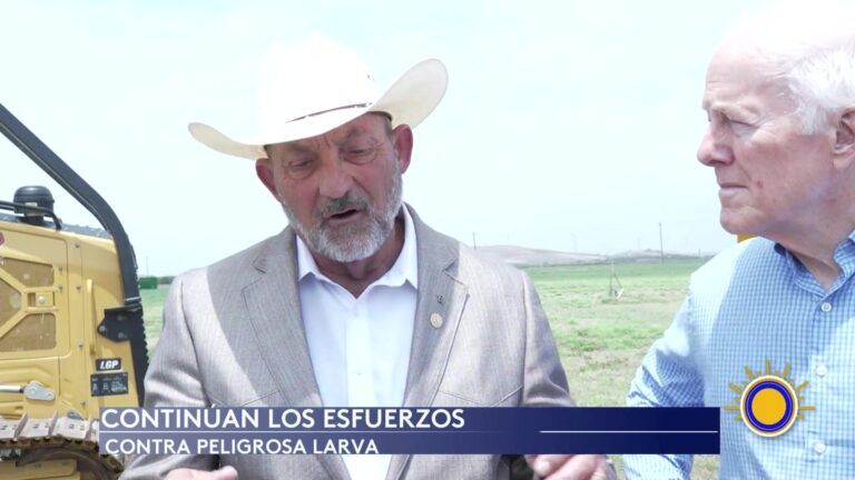 Departamento De Agricultura Redobla Lucha Contra La Larva Barrenadora Que Amenaza El Ganado