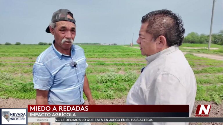 Escasez De Jornaleros Desata Crisis En Cosechas De Estados Unidos