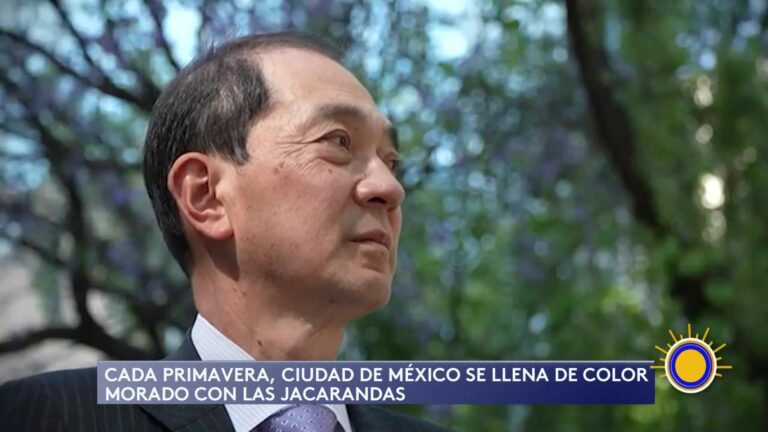 En México, Las Jacarandas Tiñen La Ciudad Y Generan Debate Ambiental