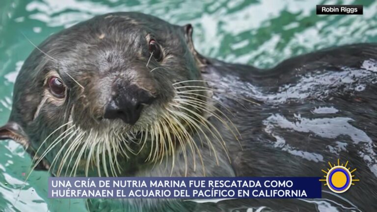 Rescate Animal: Historias De Rescate: Nutria Marina En California Y Perrita Adoptada En Texas