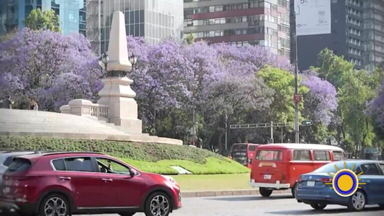 Jacarandas CDMX: Ciudad De México Se Llena De Jacarandas: Belleza Iconica Y Debate Por Especie Invasora