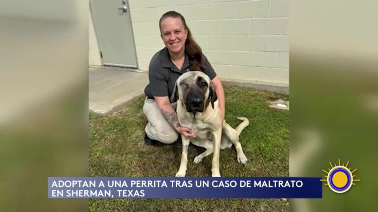 Perrita Rescatada En Texas Encuentra Nuevo Hogar Con Oficial Local