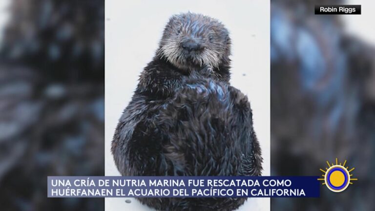 Nutria Marina Rescatada Se Convierte En Ejemplo De Conservación En California