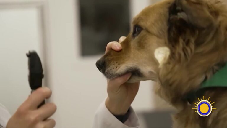 Adopción Mascotas: Mascotas Y Bolsillos: Costos De Veterinario Suben En EE. UU.