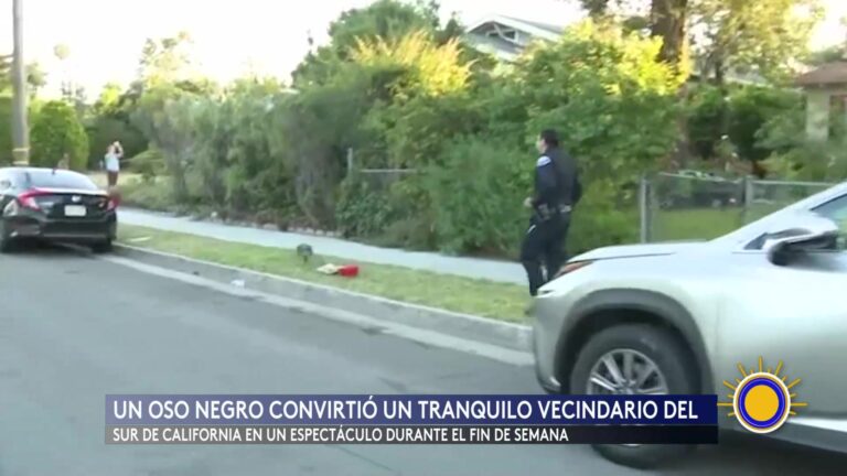 Oso Negro Recibe Atención En Altadena Tras Paseo Por Barrio Residencial