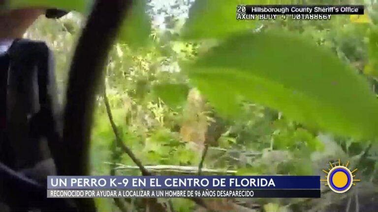 Perro K9 Rescata A Hombre De 96 Años Desaparecido En Tampa, Florida