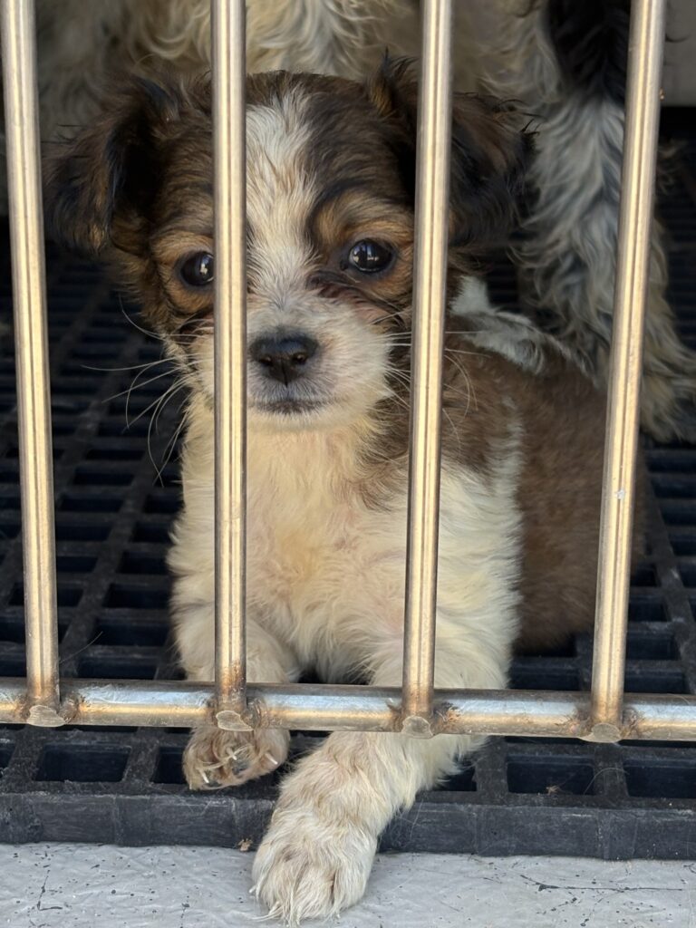 Animales: 81 perros en necesidad urgente tras un rescate masivo en Mesquite