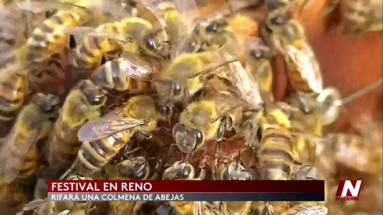 Soil Palooza: Celebrando la Tierra y la Agricultura Urbana en Reno
