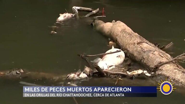 Peces Muertos: Miles De Peces Mueren En Río De Georgia Tras Inundaciones Y Sequía