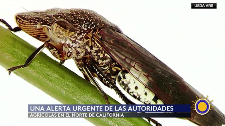 Alerta Por Especie Invasora Amenaza A Los Cítricos En El Norte De California
