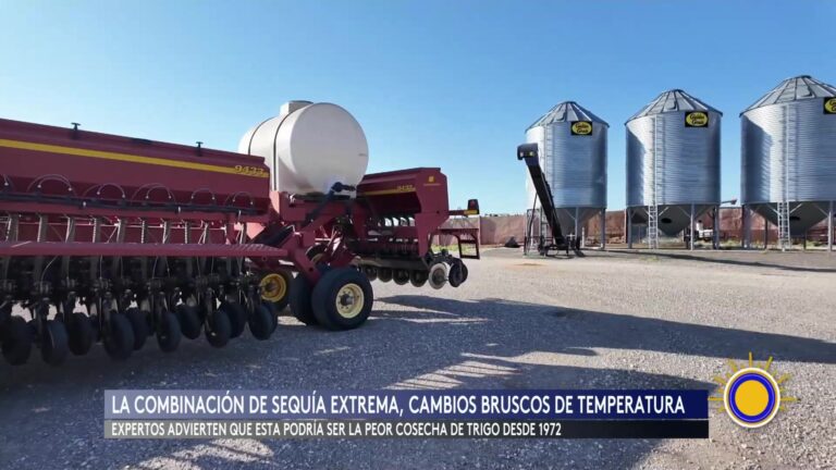 Crisis Por Sequía: Trigo Débil Preocupa A Agricultores De Kansas