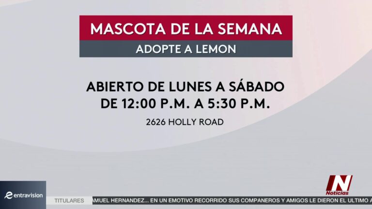 ¡Adopta un Amigo en Corpus Christi! Conoce a Alemón, la Estrella de la Semana