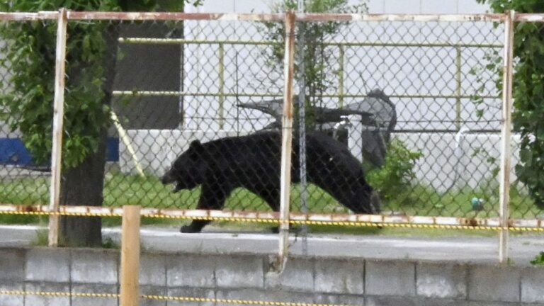 Impactante ataque de oso deja a cuatro heridos en una zona residencial de Japón