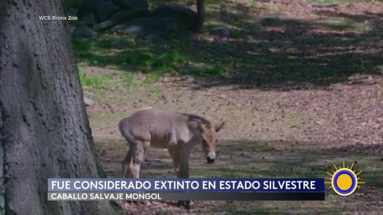 El Caballo Salvaje Mongol: Una Especie Que Regresa De La Extinción En El Zoológico Del Bronx