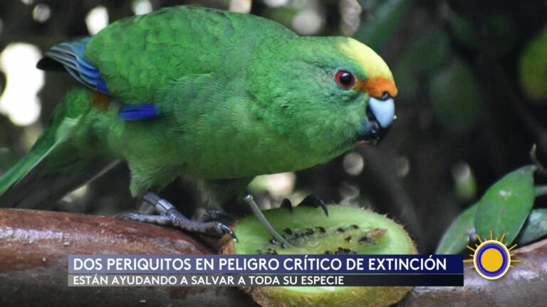Dos Perequitos En Peligro Crítico Salvan A Su Propia Especie De La Extinción