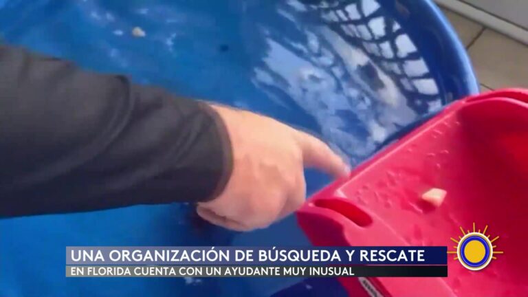 Nutrias Entrenadas Auxilian En Rescates De Restos Humanos En Florida