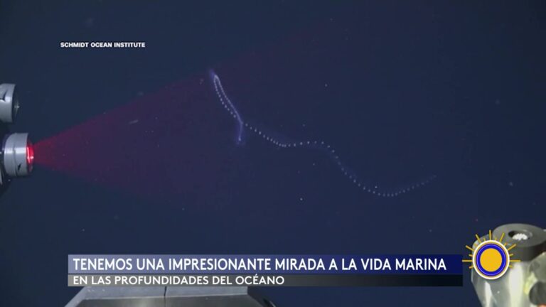 Especies Marinas: Impresionante Descubrimiento Marino: 31 Nuevas Especies Halladas En El Atlántico Sur