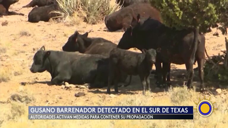 Gusano Barrenador Llega A Tejas: Primer Caso Confirmado Alarma Al Sector Ganadero