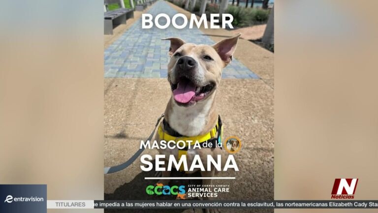 Comienza la Recolección de Desechos en Corpus Christi y Conoce a Bumber, el Perro en Adopción