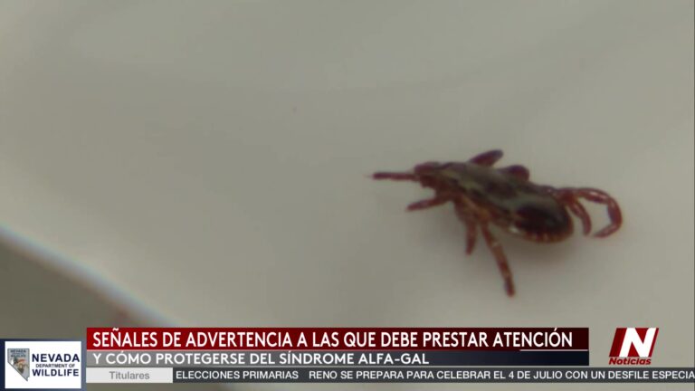 Alerta De Salud: El Síndrome De Alfa-Gal Y Las Garrapatas En Estados Unidos