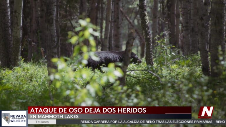 Ataque De Oso Mammoth Lake: Ataque De Oso Negro Deja Dos Heridos En Mammoth Lake, California