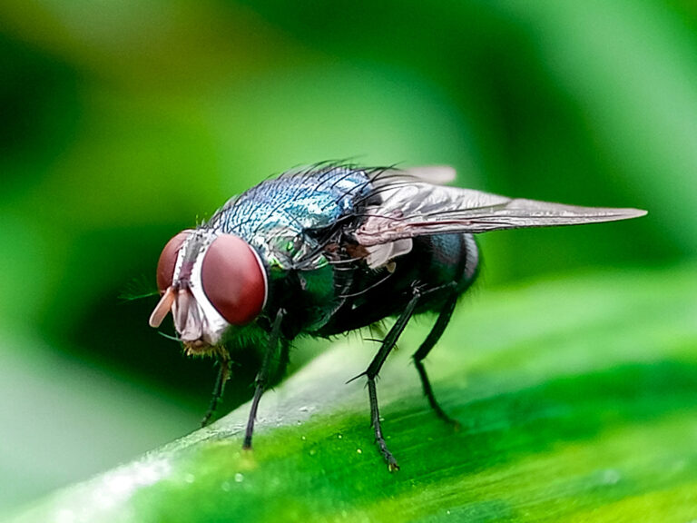 Colorado Toma Medidas Urgentes para Detener el Gusano Barrenador
