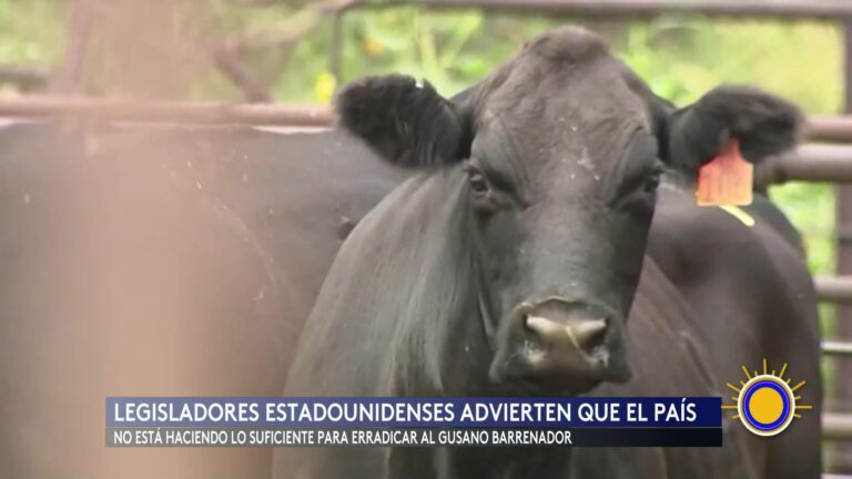 Barrenador Del Ganado: Senadores Alzan Voz Por Amenaza De Plaga Ganadera: Crecen Preocupaciones Económicas
