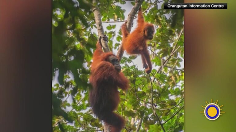 Orangután De Tapanuli: Ciclón En Indonesia Diezmó El 7% De La Población Mundial De Orangutanes De Tapanuli