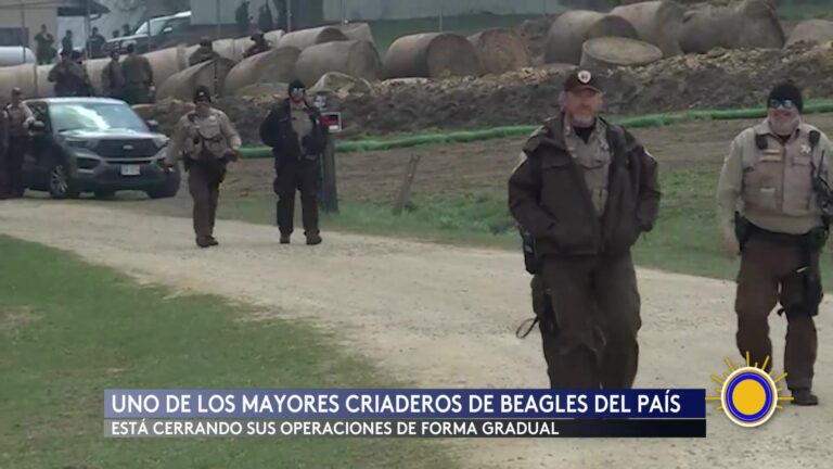 Rigland Farms: Cierre De Criadero De Beagles En Wisconsin Tras Acusaciones De Maltrato Animal