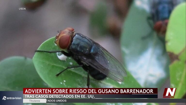 Alerta sanitaria en EE. UU. por la presencia del gusano barrenador
