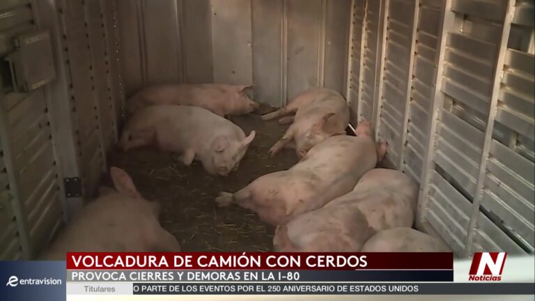 Camión Volcadura Magra: Volcadura De Camión De Carga Deja Retrasos Y Pérdida De Animales En Carretera De California
