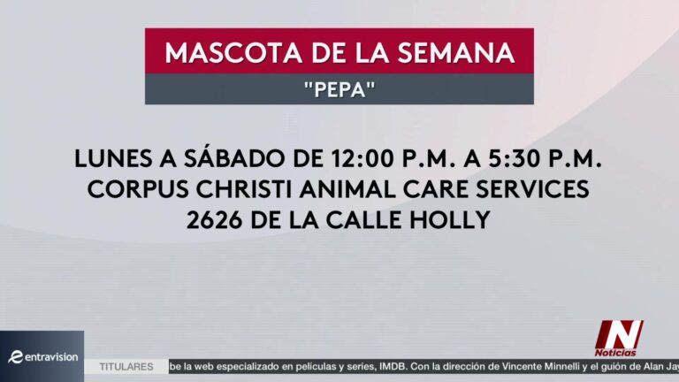 Adopción de mascotas en Corpus Christi: cachorro cruce de Pit Bull y Rottweiler busca hogar
