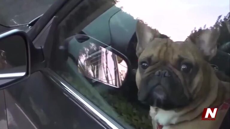Autos bajo el sol: la trampa mortal de 10 minutos para las mascotas
