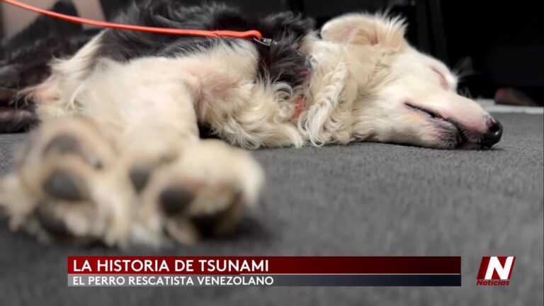 Tsunami Perro Rescatista: Tsunami: El Perro Rescatista Que Se Ha Convertido En Símbolo De Esperanza En Venezuela