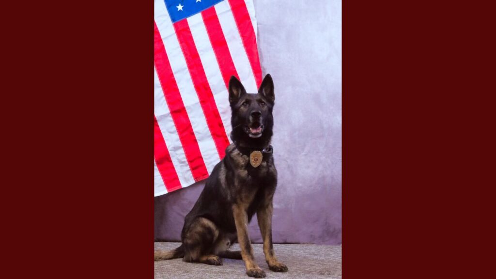 Departamento de Policía de Andrews lamenta la muerte de K9 Iro, su querido perro policía