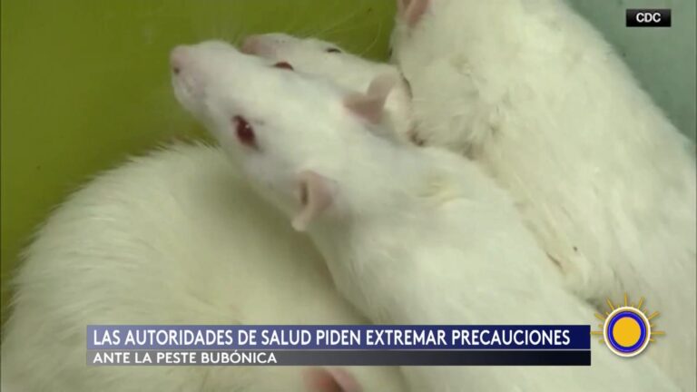 Confirmada La Peste Bubónica En Nuevo México: Autoridades Alertan Sobre Riesgos