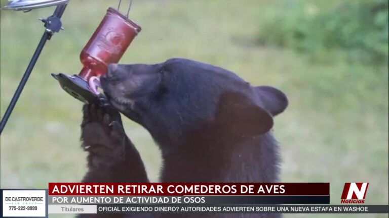 Osos en Nevada: 3 errores peligrosos que debes evitar en tu hogar