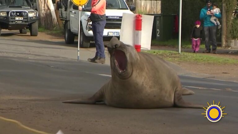 Foca Se Convierte En Celebridad En Tasmania Tras Apariciones Sorpresa