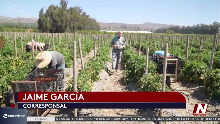 Ola De Calor Afecta A 150 Millones De Personas: Agricultores De California Entre Los Más Expuestos