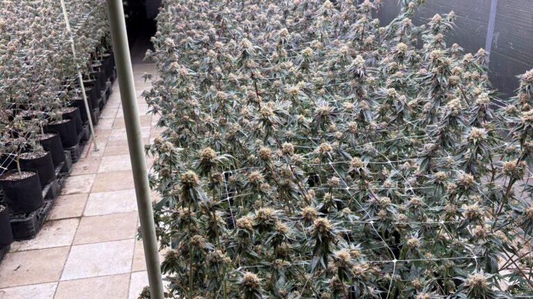 Clausuran cultivo ilegal de marihuana en el Condado de Arapahoe tras operativo policial