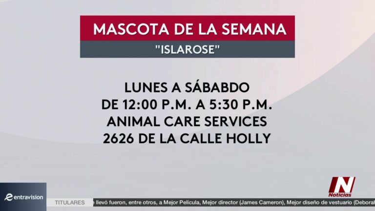 Adopción de perros en Corpus Christi: Isla Rose busca una familia activa y amorosa