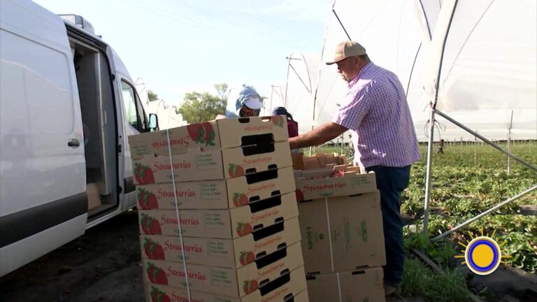 Alerta de calor obliga a modificar jornadas de trabajadores agrícolas en Royal Oaks
