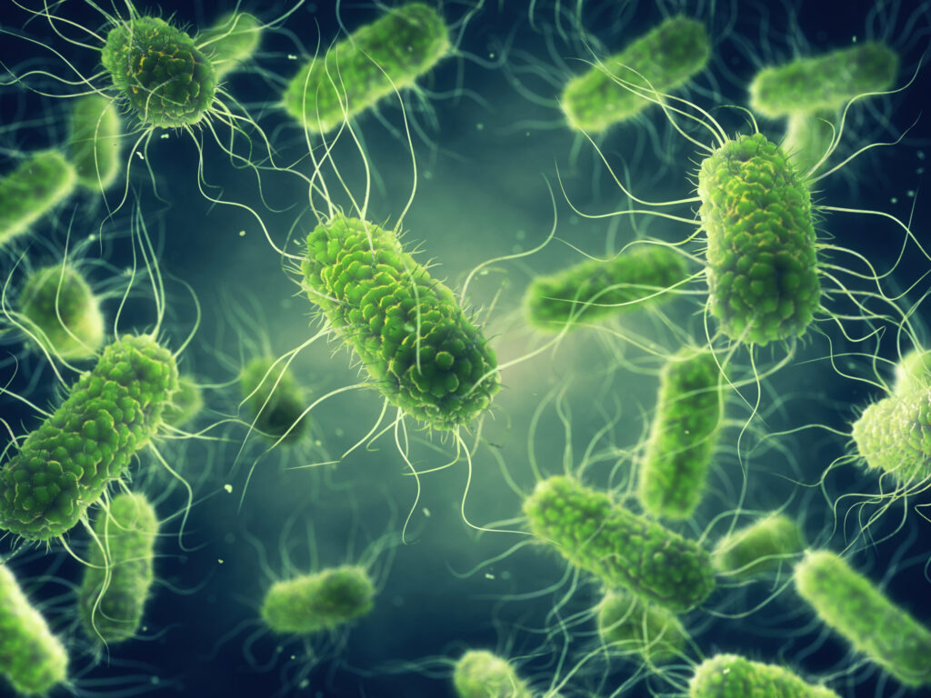 Salmonela en Colorado: autoridades de salud alertan por fuerte aumento de casos