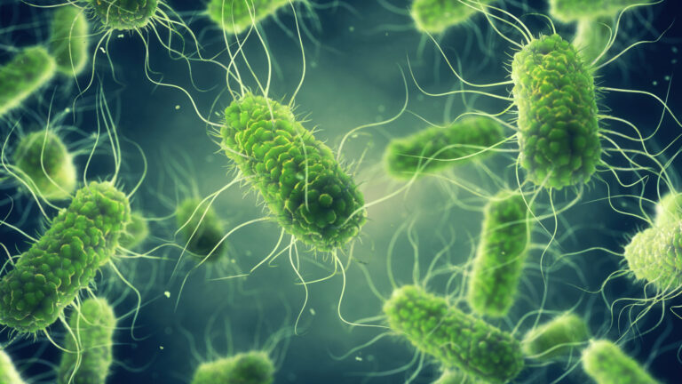 Salmonela en Colorado: autoridades de salud alertan por fuerte aumento de casos